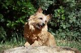 NORWICH TERRIER 031